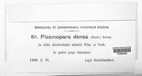 Plasmopara densa image